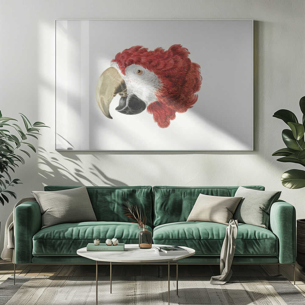 Macaw - Poster / Art Print