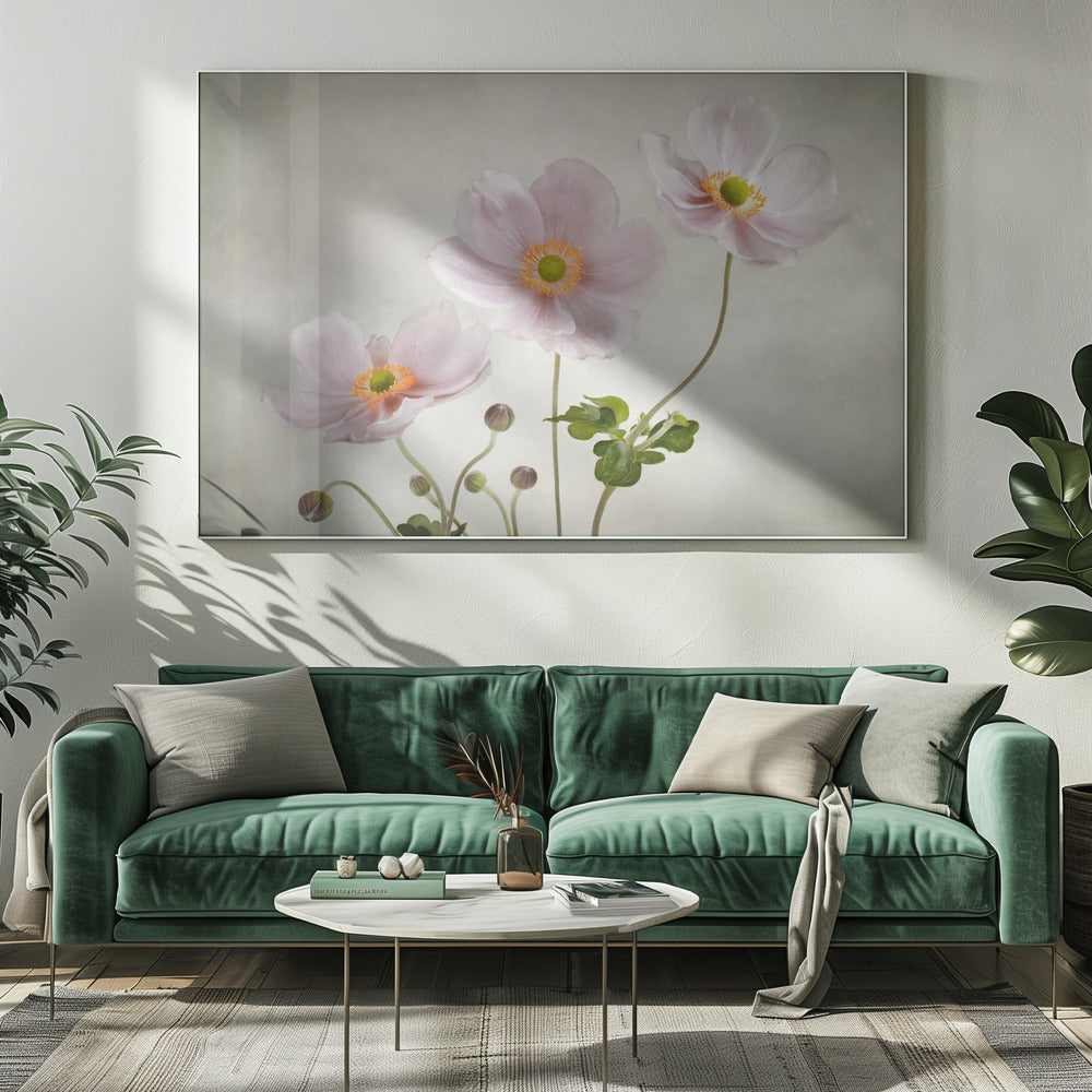 Anemones - Poster / Art Print