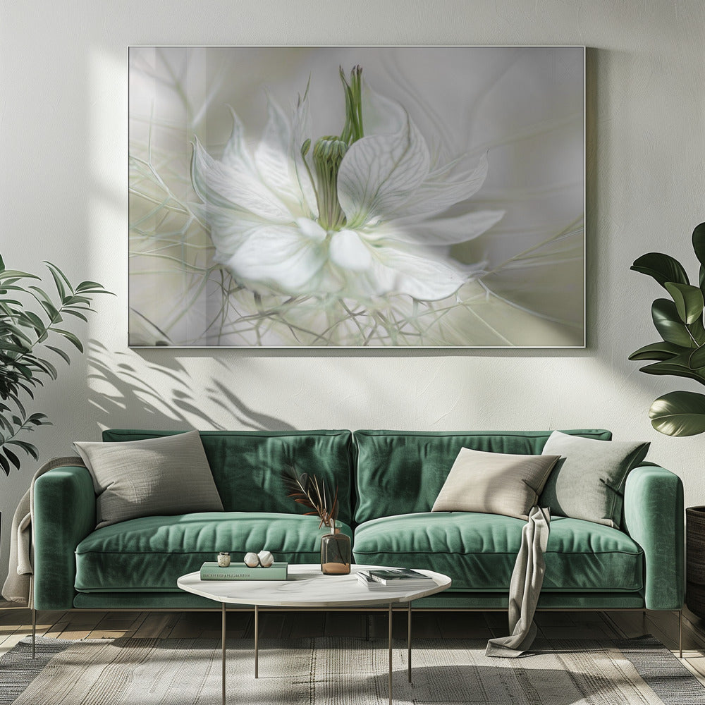 Nigella - Poster / Art Print