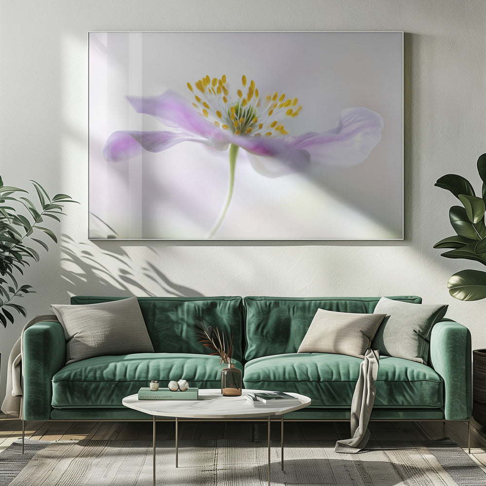 Wood Anemone - Poster / Art Print