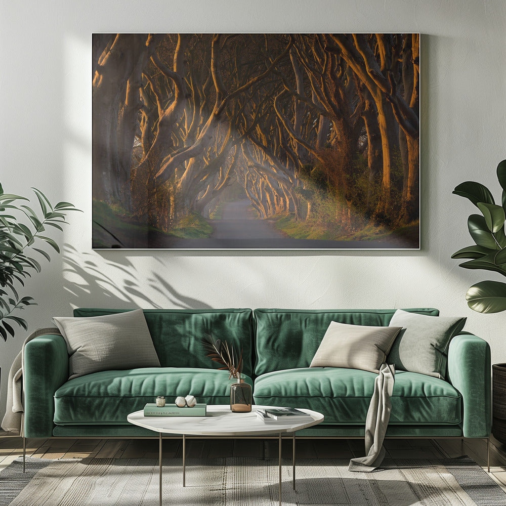 The Dark Hedges in the Morning Sunshine - Poster / Art Print