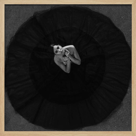 Black swan - Poster / Art Print