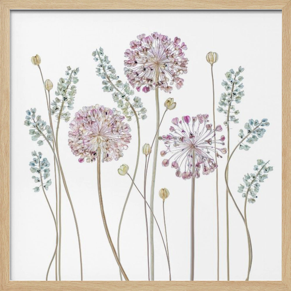 Allium - Poster / Art Print