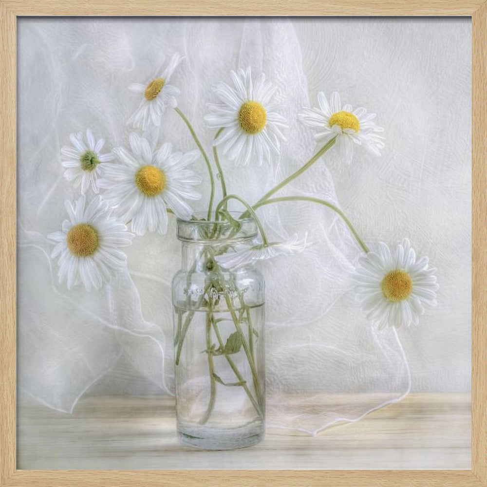 Daisies - Poster / Art Print