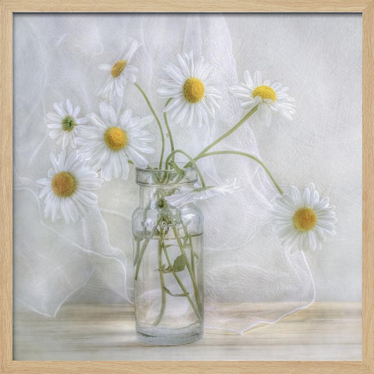 Daisies - Poster / Art Print