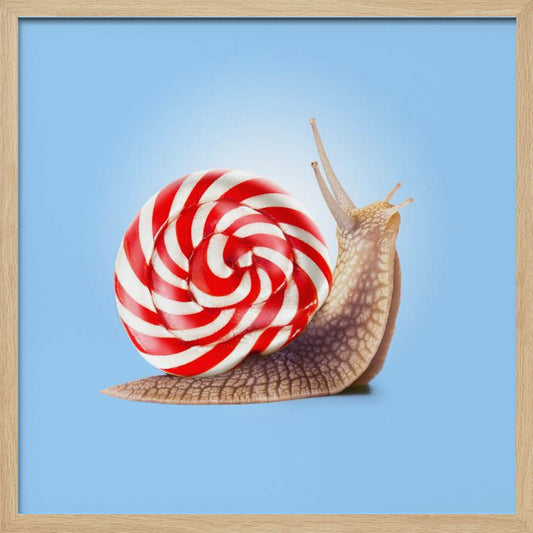 Snail Candy - Poster / Art Print
