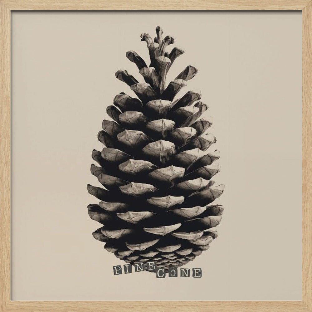 Pine Cone - Poster / Art Print