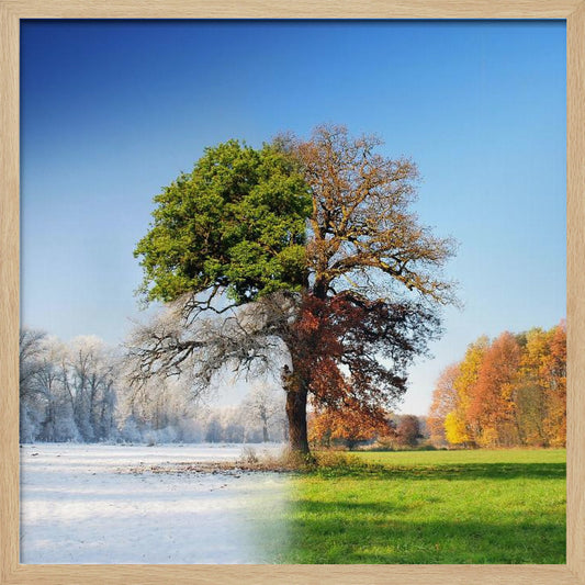 4 seasons - Poster / Art Print