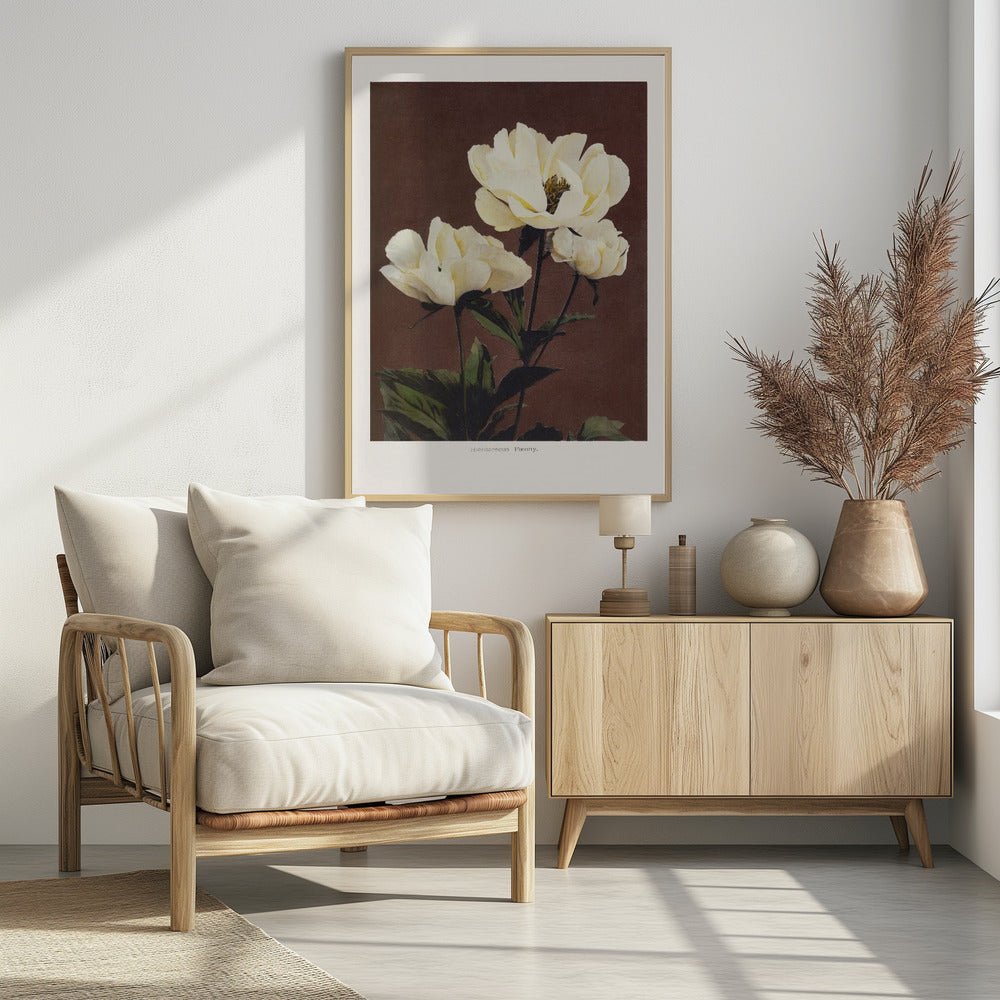 Herdaceous Peony - Poster / Art Print