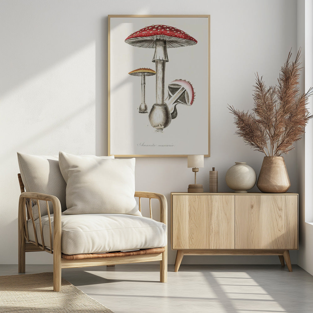 Amanita Muscaria Illustration. Medical Botany 1836 - Poster / Art Print
