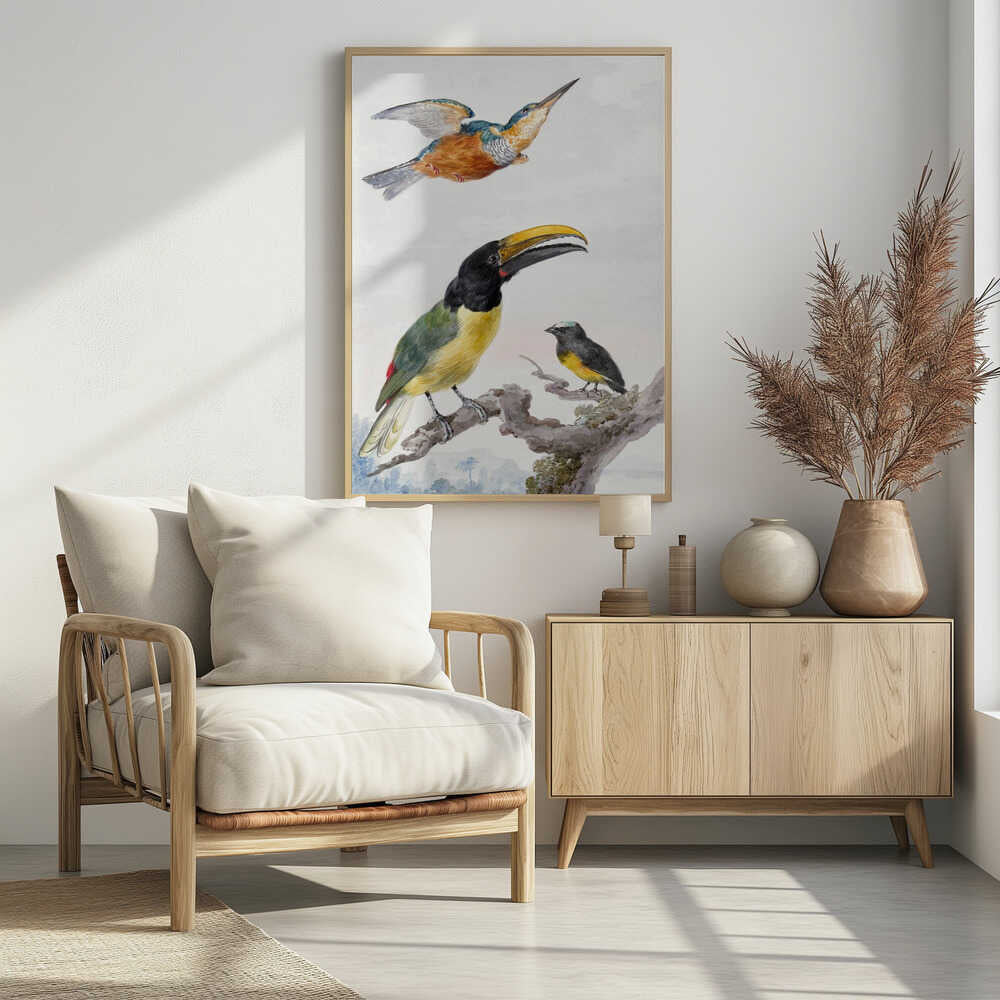 Three Birds  a Kingfisher, a Prince Von Wied's Toucan and an Sparrow - Poster / Art Print