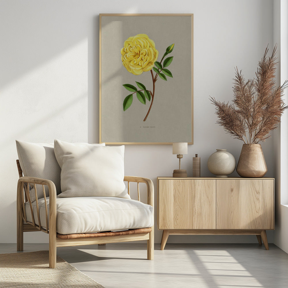 Rose Madame Falcot - Poster / Art Print