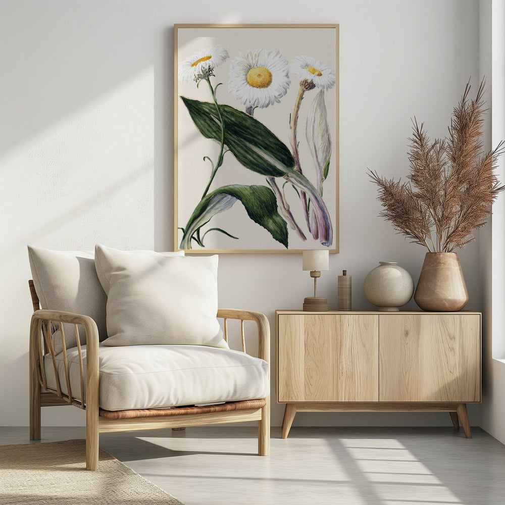 New Zealand Mountain Daisies Drawn By Sarah Featon (1848–1927 - Poster / Art Print