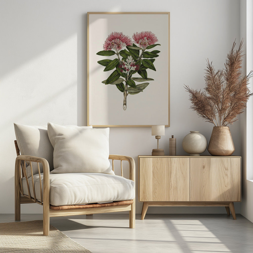 Pohutukawa Metrosideros Tomentosa Drawn By Sarah Featon (1848–1927) - Poster / Art Print