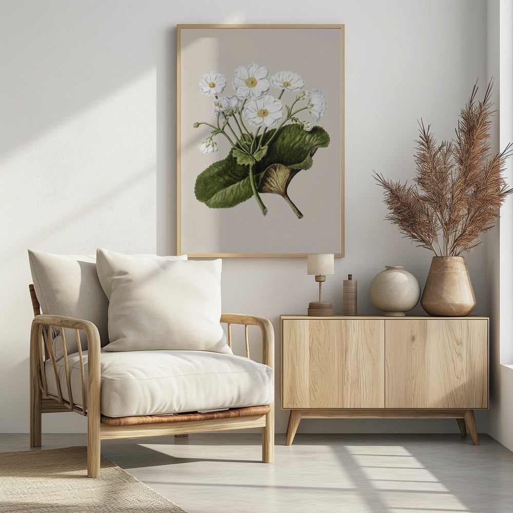 The Mountain Lily Drawn By Sarah Featon (1848–1927) - Poster / Art Print