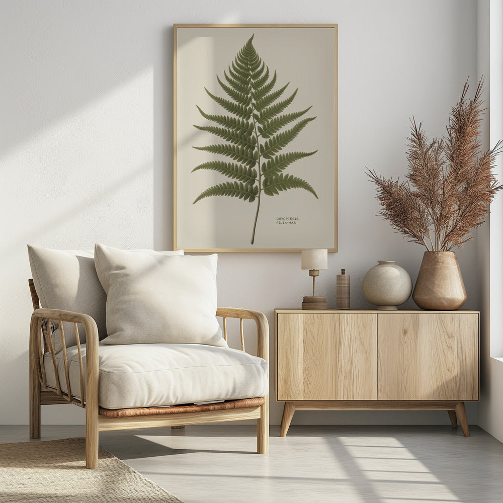 Dryopteris Filix Mas - Poster / Art Print