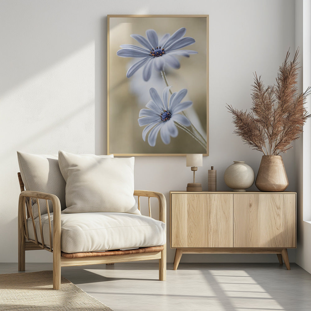 Cape daisies - Poster / Art Print