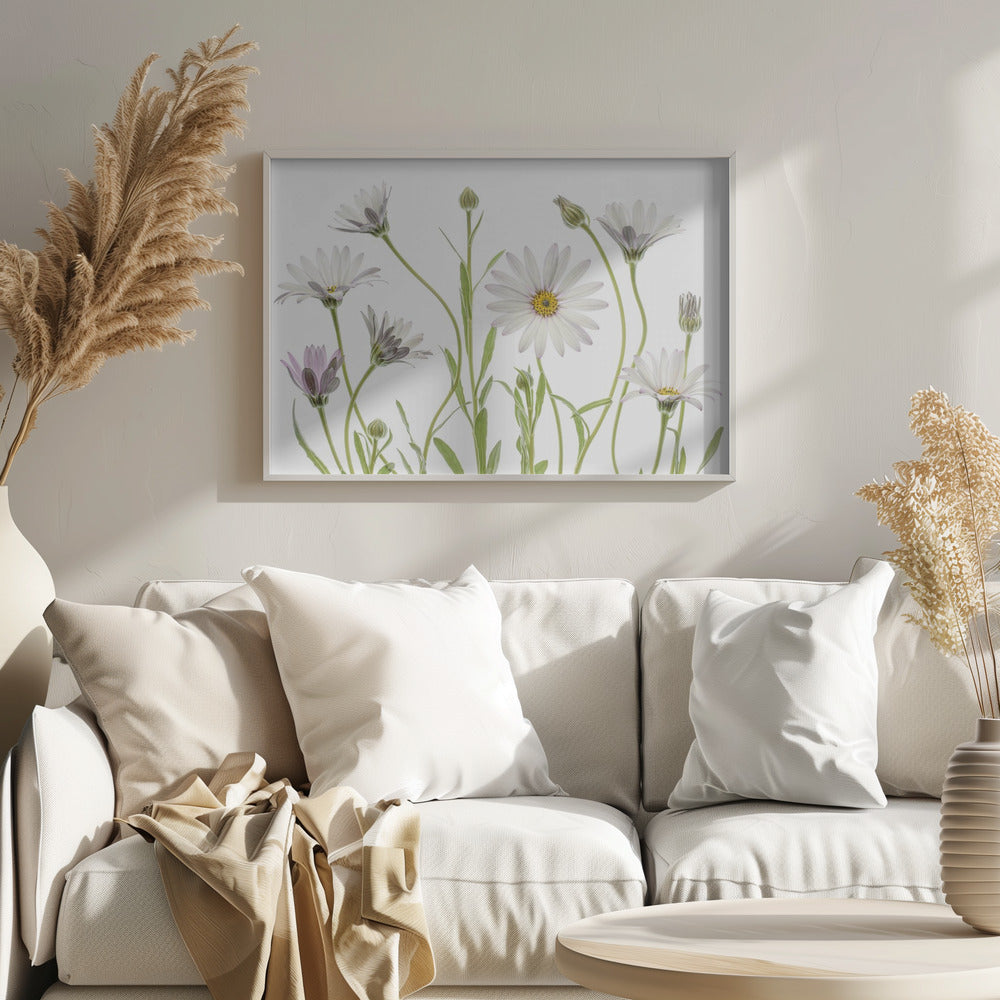 Cape Daisies - Poster / Art Print