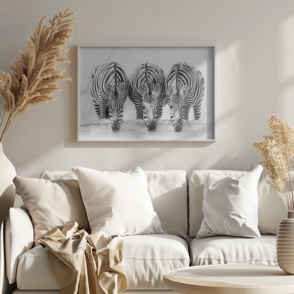 Zebras - Poster / Art Print