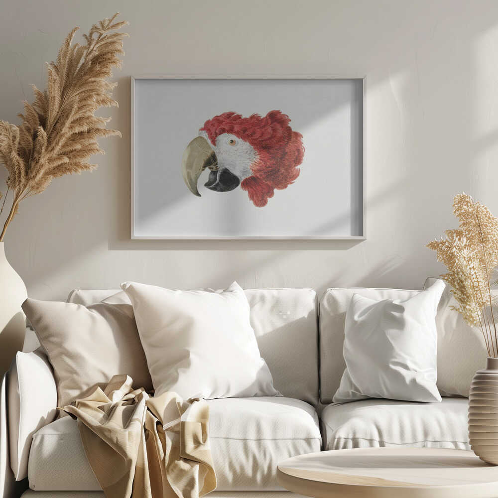 Macaw - Poster / Art Print