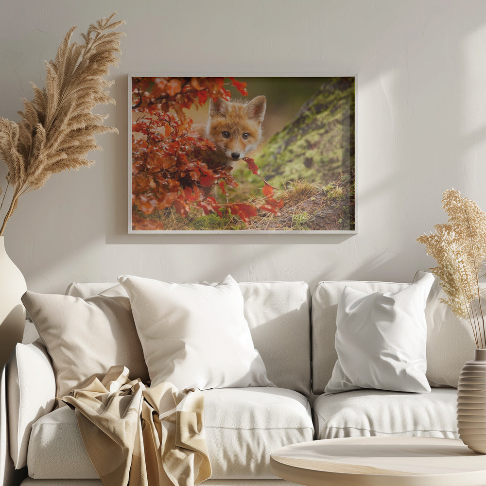 Fox - Poster / Art Print