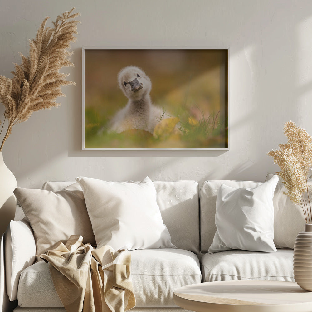 Black Swan Baby - Poster / Art Print