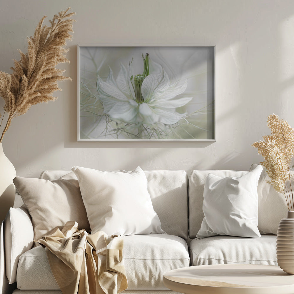 Nigella - Poster / Art Print