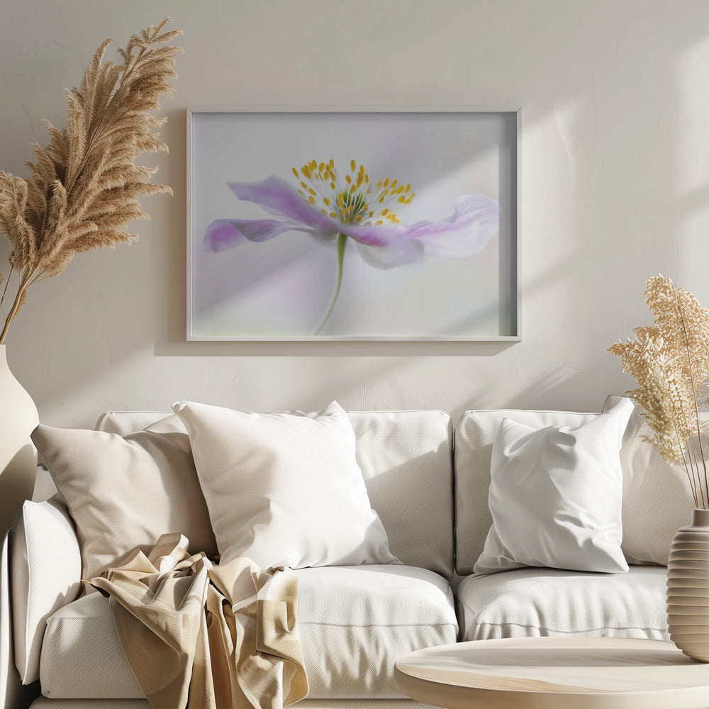 Wood Anemone - Poster / Art Print