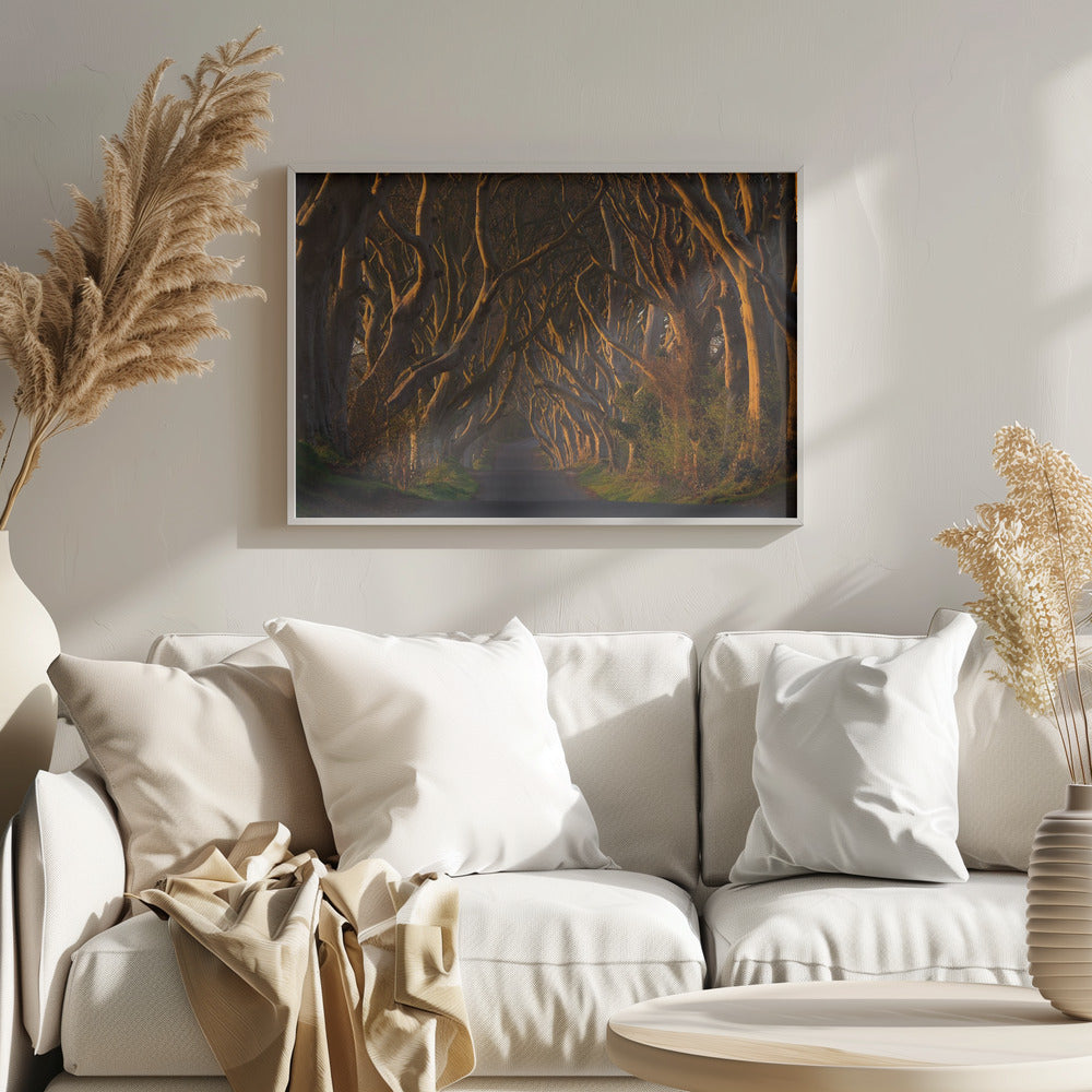 The Dark Hedges in the Morning Sunshine - Poster / Art Print