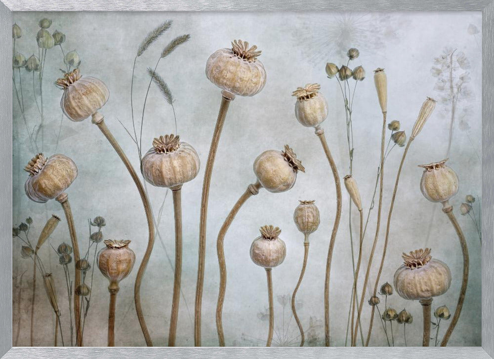 Poppies - Poster / Art Print