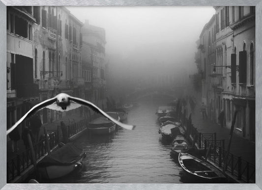 Seagull from the mist - Poster / Art Print