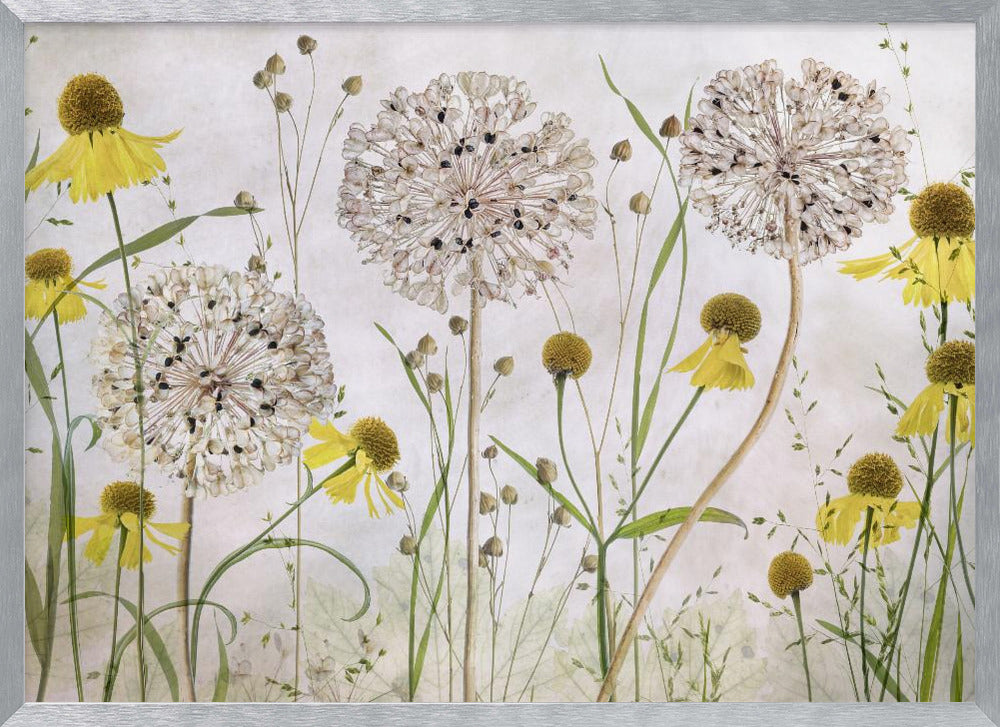 Alliums and heleniums - Poster / Art Print