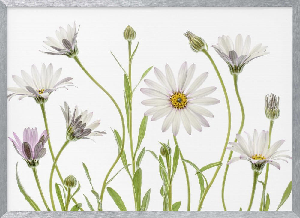 Cape Daisies - Poster / Art Print