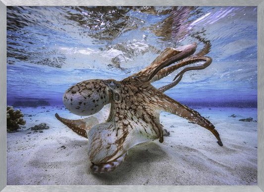 Dancing Octopus - Poster / Art Print