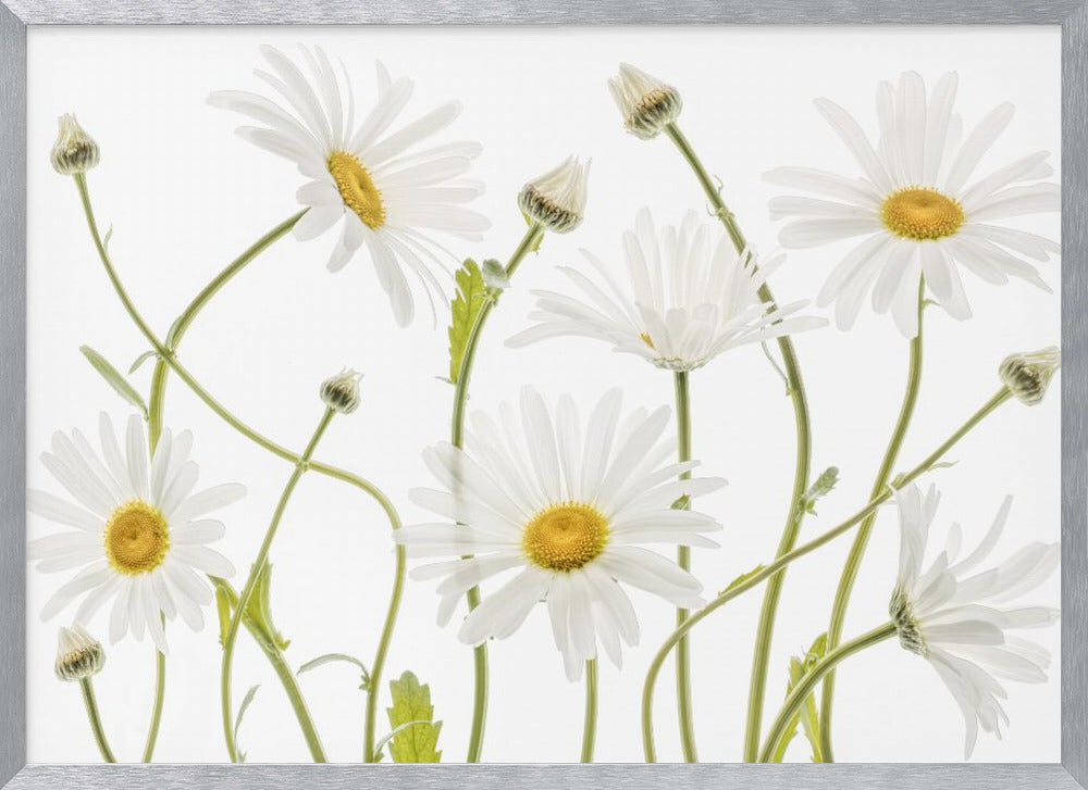 Ox eye Daisies - Poster / Art Print