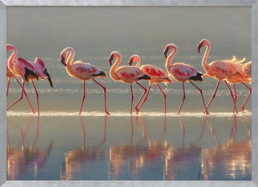 Flamingo - Poster / Art Print