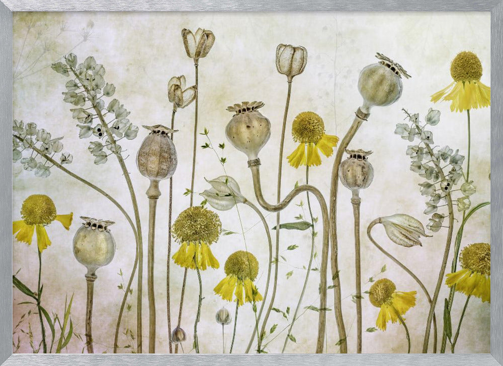Poppies and Helenium - Poster / Art Print