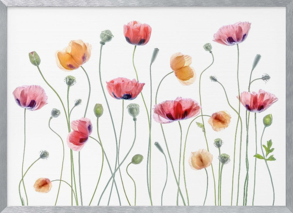 Papaver party - Poster / Art Print