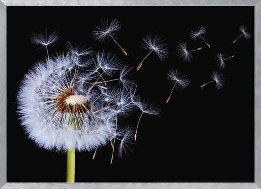 Dandelion Blowing - Poster / Art Print