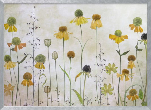 Helenium - Poster / Art Print