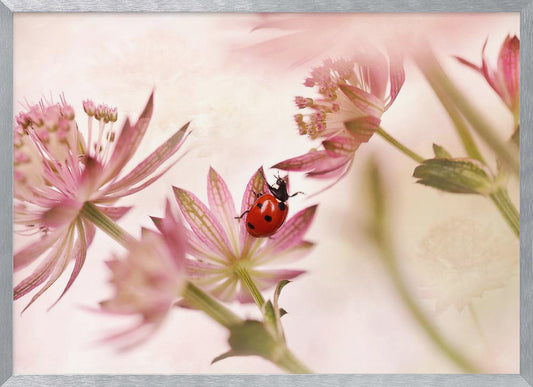 Ladybird and pink flowers - Poster / Art Print