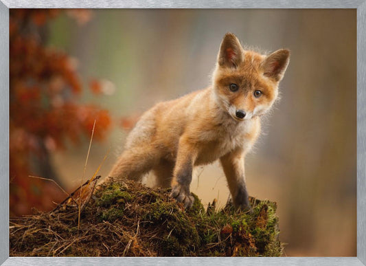 Fox - Poster / Art Print