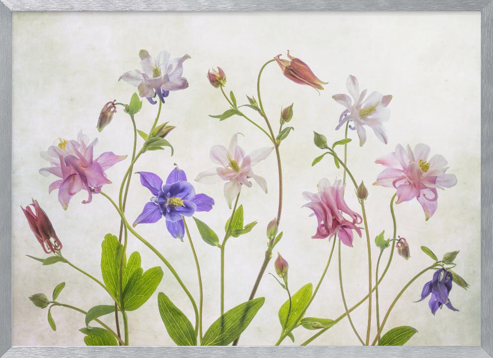 Columbine - Poster / Art Print