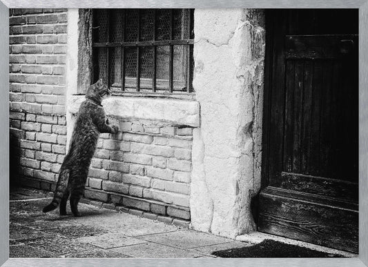 The cat - Poster / Art Print