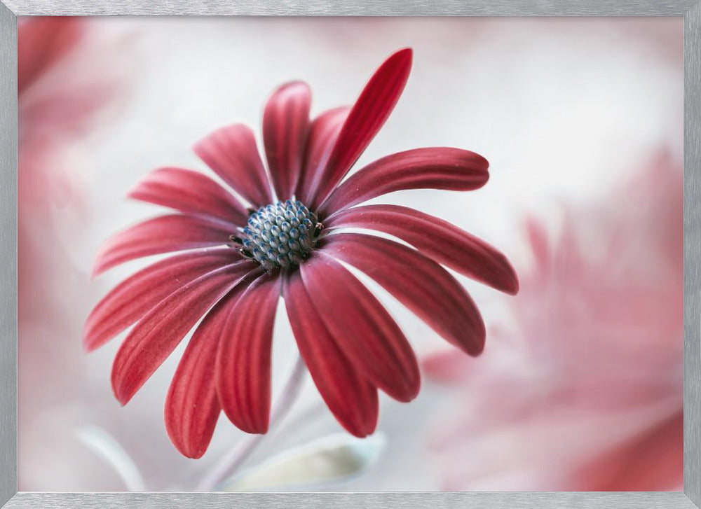 Daisy - Poster / Art Print