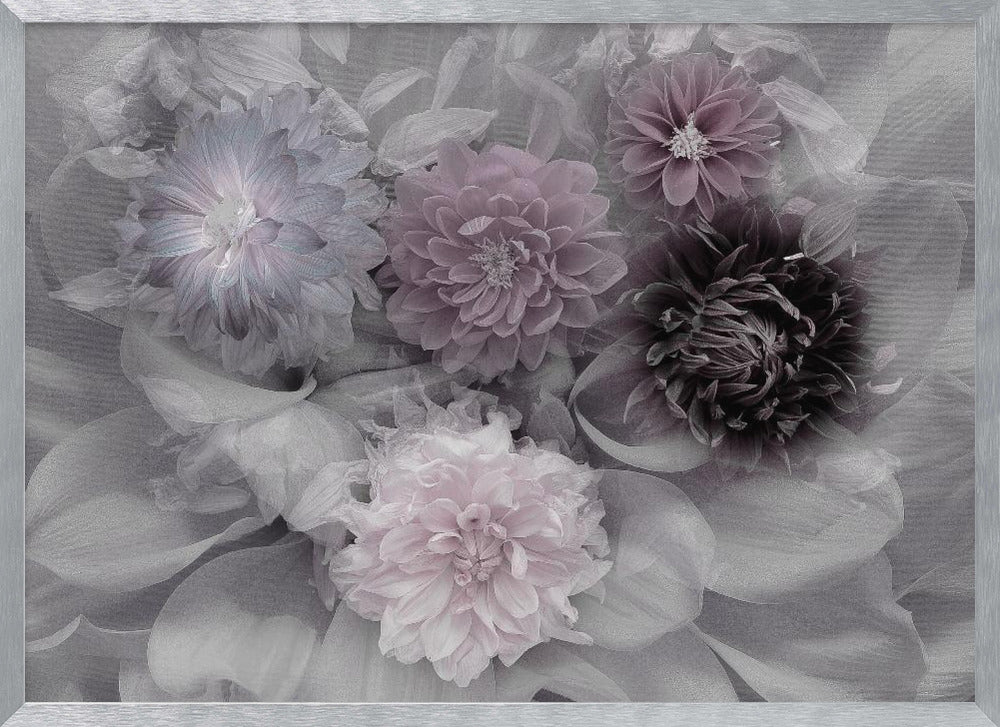 Dahlia dream - Poster / Art Print