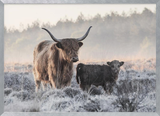 Highlander and Calf - Poster / Art Print