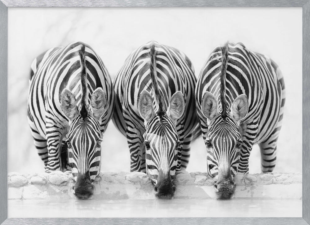 Zebras - Poster / Art Print