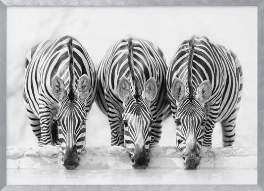 Zebras - Poster / Art Print