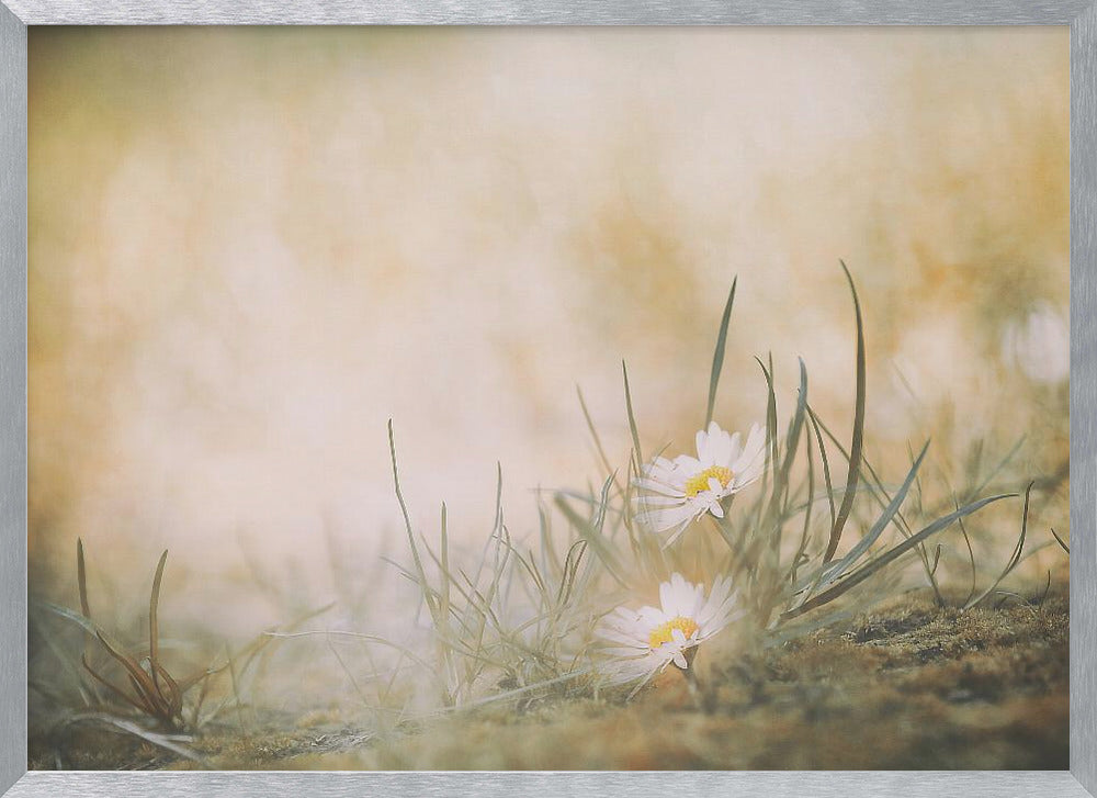 Summertime - Poster / Art Print